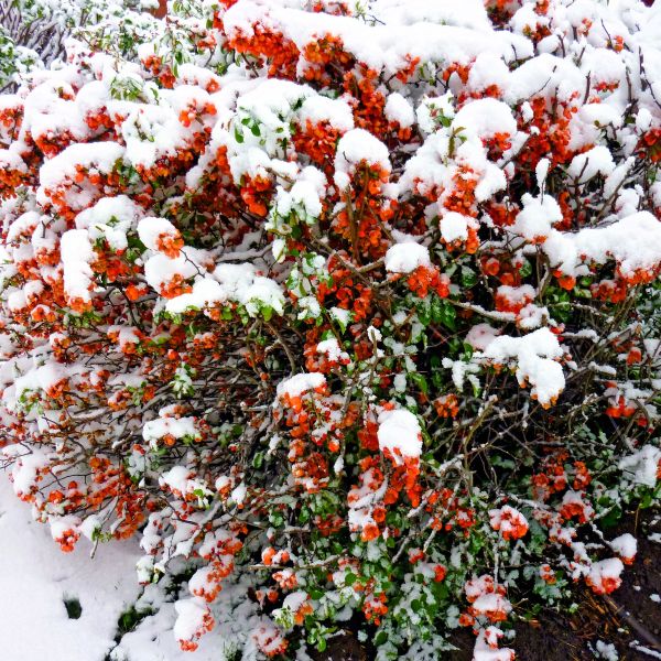 Red Flowering Quince used in a garden, creating a flowering hedge and security barrier