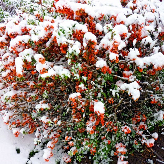Red Flowering Quince used in a garden, creating a flowering hedge and security barrier