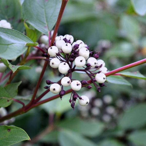 Red Twig Dogwood Shrubs