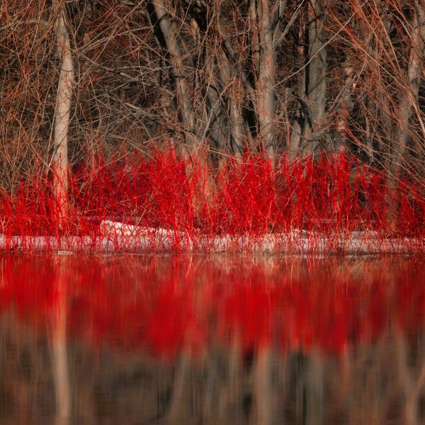 Red Twig Dogwood Shrubs