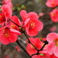 Red Flowering Quince with bright orangey-red blooms in full bloom