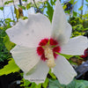 Close-up of white flowers with red centers on Red Heart Rose of Sharon
