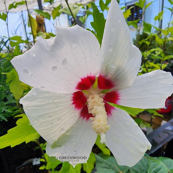 Close-up of white flowers with red centers on Red Heart Rose of Sharon