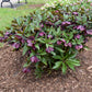 'Rome Red' Helleborus used in a shaded garden, adding early spring color