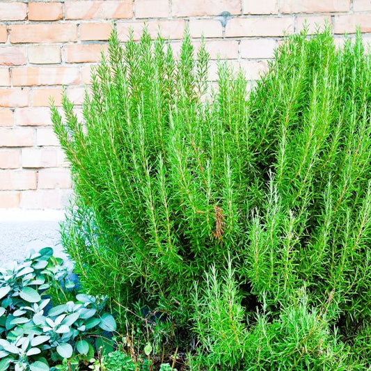 Winter-Hardy Rosmarinus officinalis 'Arp' in Herb Gardens