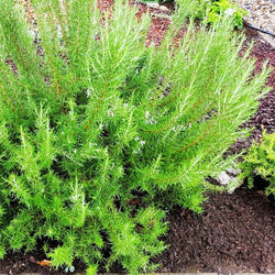 Cold-Hardy Rosmarinus officinalis for Culinary and Garden Use
