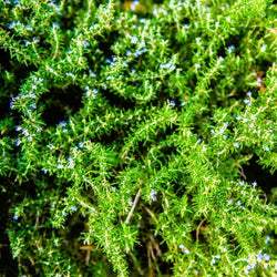 Versatile Creeping Rosemary Herb for Culinary and Garden Use"
