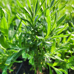 Close-up of Royal Velvet Lavender's vibrant purple flowers gray-green stems