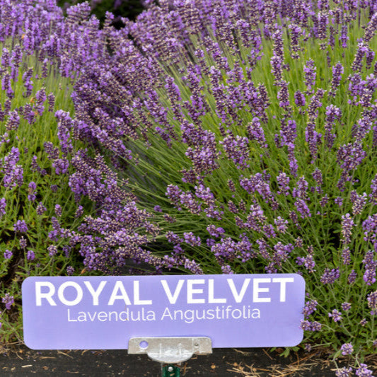 Royal Velvet Lavender in full bloom with deep purple flowers