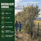 Two people walking next to tall shrubs in an open field, with informational text about Russian Olive Shrubs displayed on the left side.