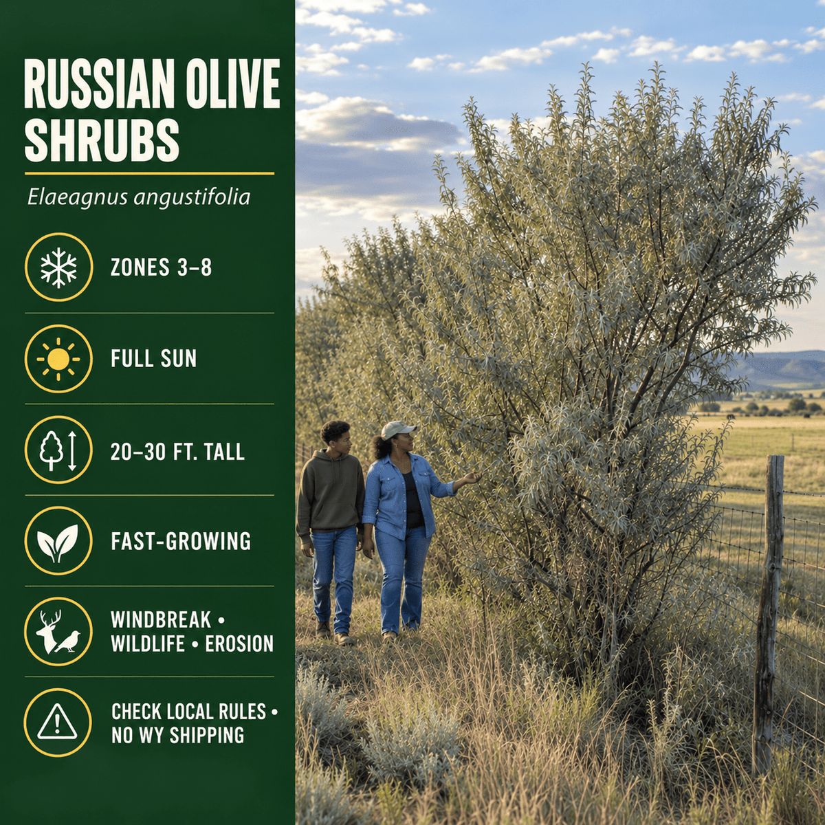 Two people walking next to tall shrubs in an open field, with informational text about Russian Olive Shrubs displayed on the left side.