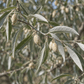 A close-up of a branch with silvery-green lance-shaped leaves and small oval fruits with speckled brownish-yellow skin.