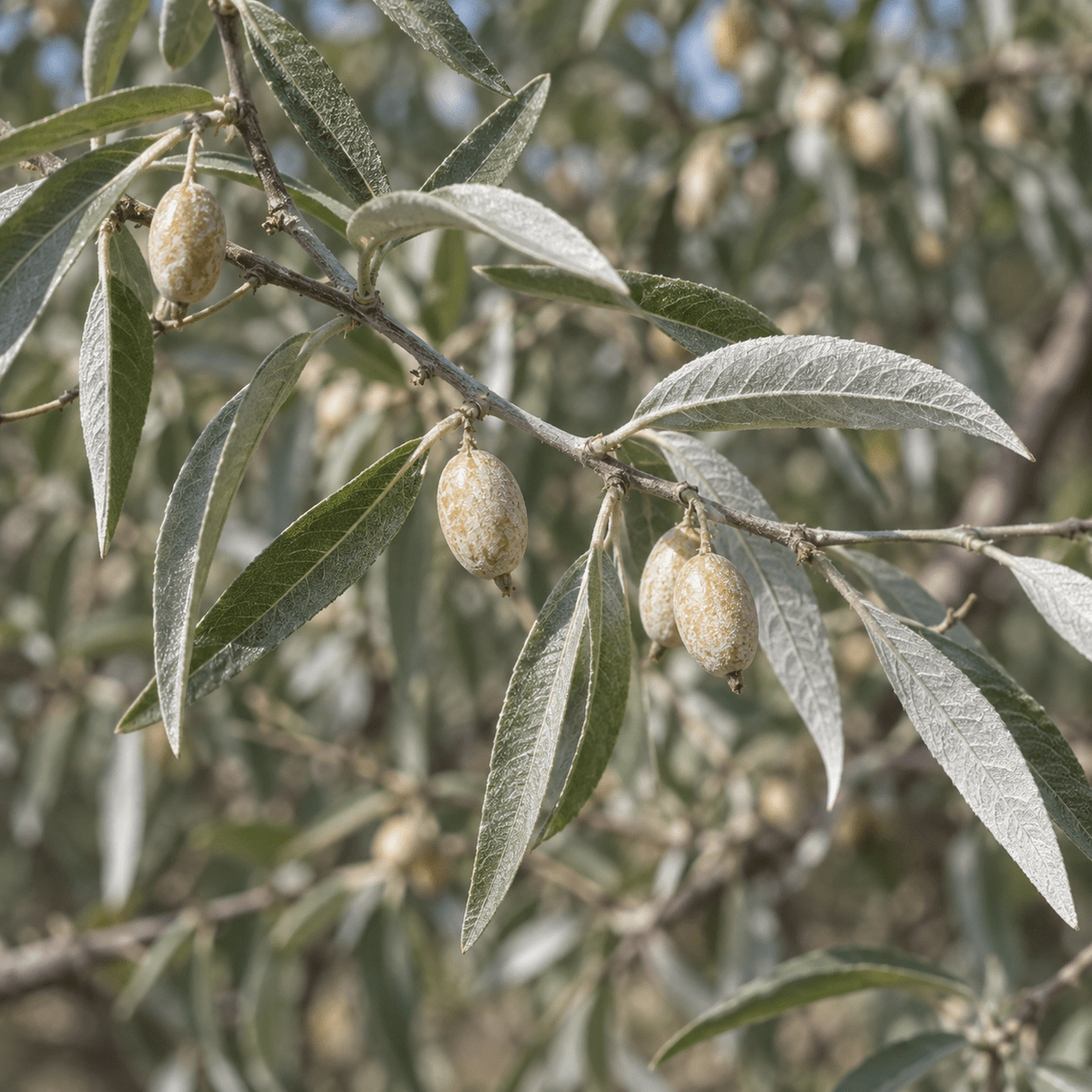 A close-up of a branch with silvery-green lance-shaped leaves and small oval fruits with speckled brownish-yellow skin.