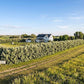 Farmhouse surrounded by orchards  with Russian olive 8-12 foot hedge. 