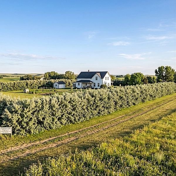 Farmhouse surrounded by orchards  with Russian olive 8-12 foot hedge. 
