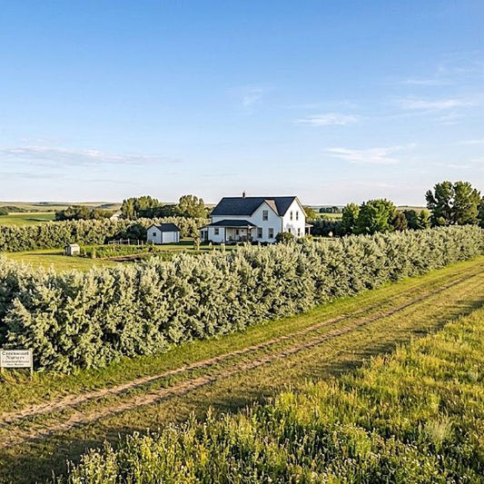 Farmhouse surrounded by orchards  with Russian olive 8-12 foot hedge. 