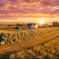 Farmhouse surrounded by orchards with a vibrant sunset sky with Russian olive 8-12 foot hedge. 
