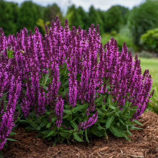 Close-Up of Bumbleberry Flowers: "Close-up of Salvia Bumbleberry's vibrant dark pink to purple flowers"