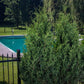 Green shrubbery in front of a pool with a fence and trees in the background