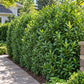 Mature Schip Laurel evergreen privacy hedge with glossy green foliage planted along a residential stone walkway