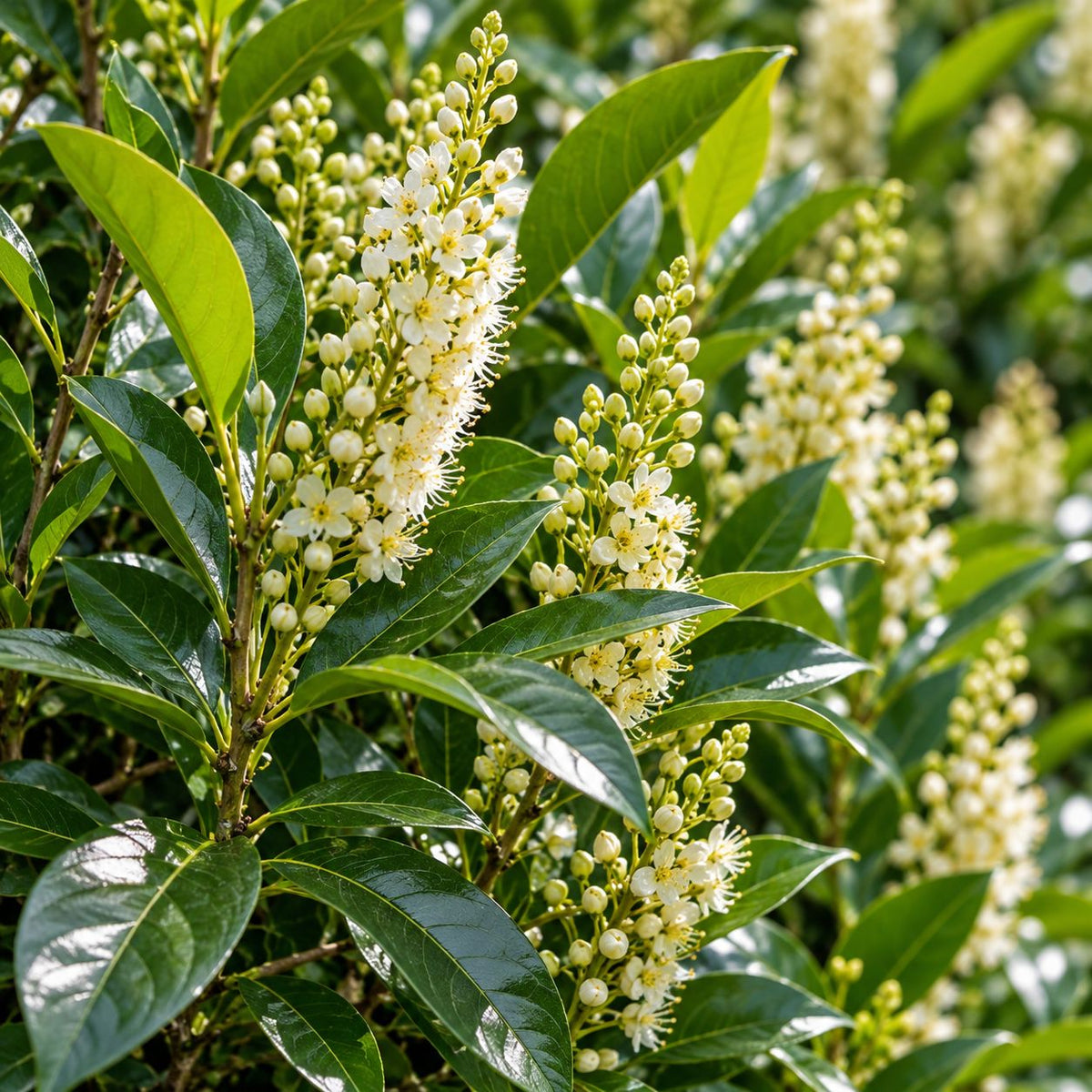 Close-up of Schip Laurel glossy dark green evergreen leaves and fragrant white spring flower spikes