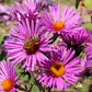 Close-up of native bees and honey bees foraging on Bee Food Seed Mix flowers