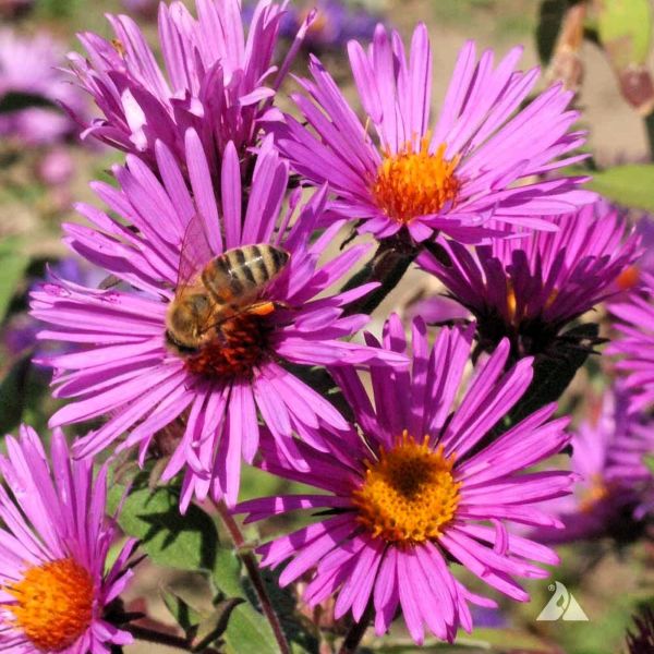 Close-up of native bees and honey bees foraging on Bee Food Seed Mix flowers