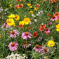 Bee Food Seed Mix flowers blooming in a vibrant garden