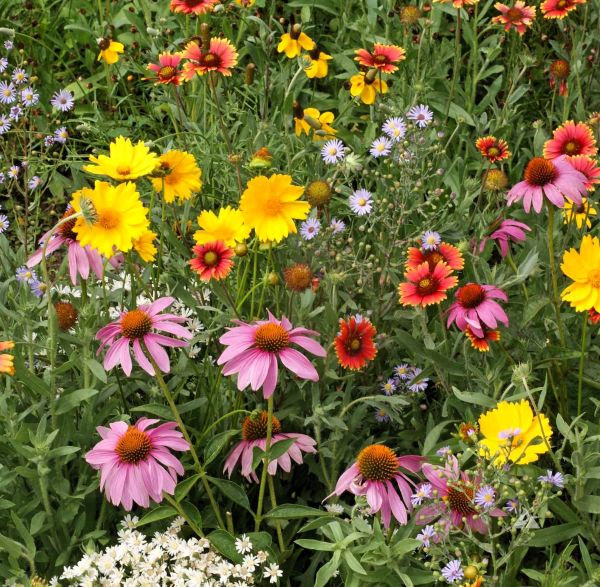 Bee Food Seed Mix flowers blooming in a vibrant garden