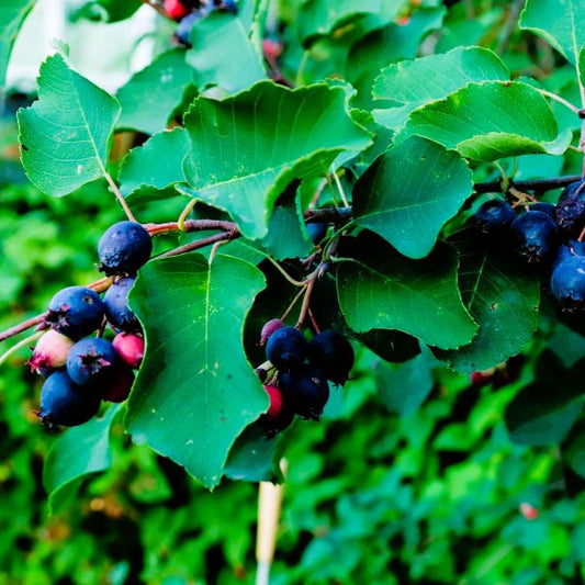 Serviceberry | Amelanchier