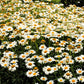 Shasta Daisy Becky