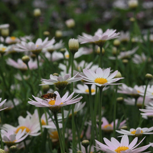 Shasta Daisy 'Becky' with pure white petals and bright yellow centers in a garden