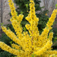 Close-up of Show Off® Forsythia's yellow flowers