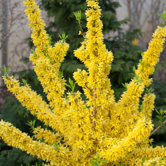 Close-up of Show Off® Forsythia's yellow flowers