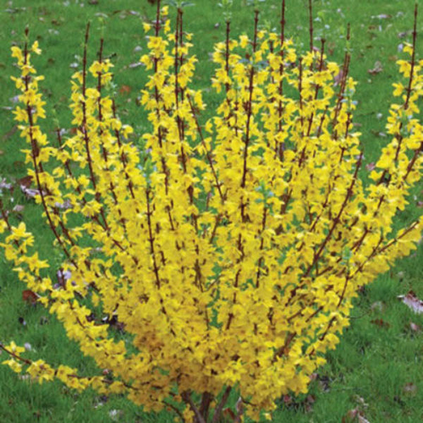 Show Off® Forsythia shrubs with bright yellow blooms in a garden