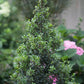 Sky Box Ilex Japanese Holly