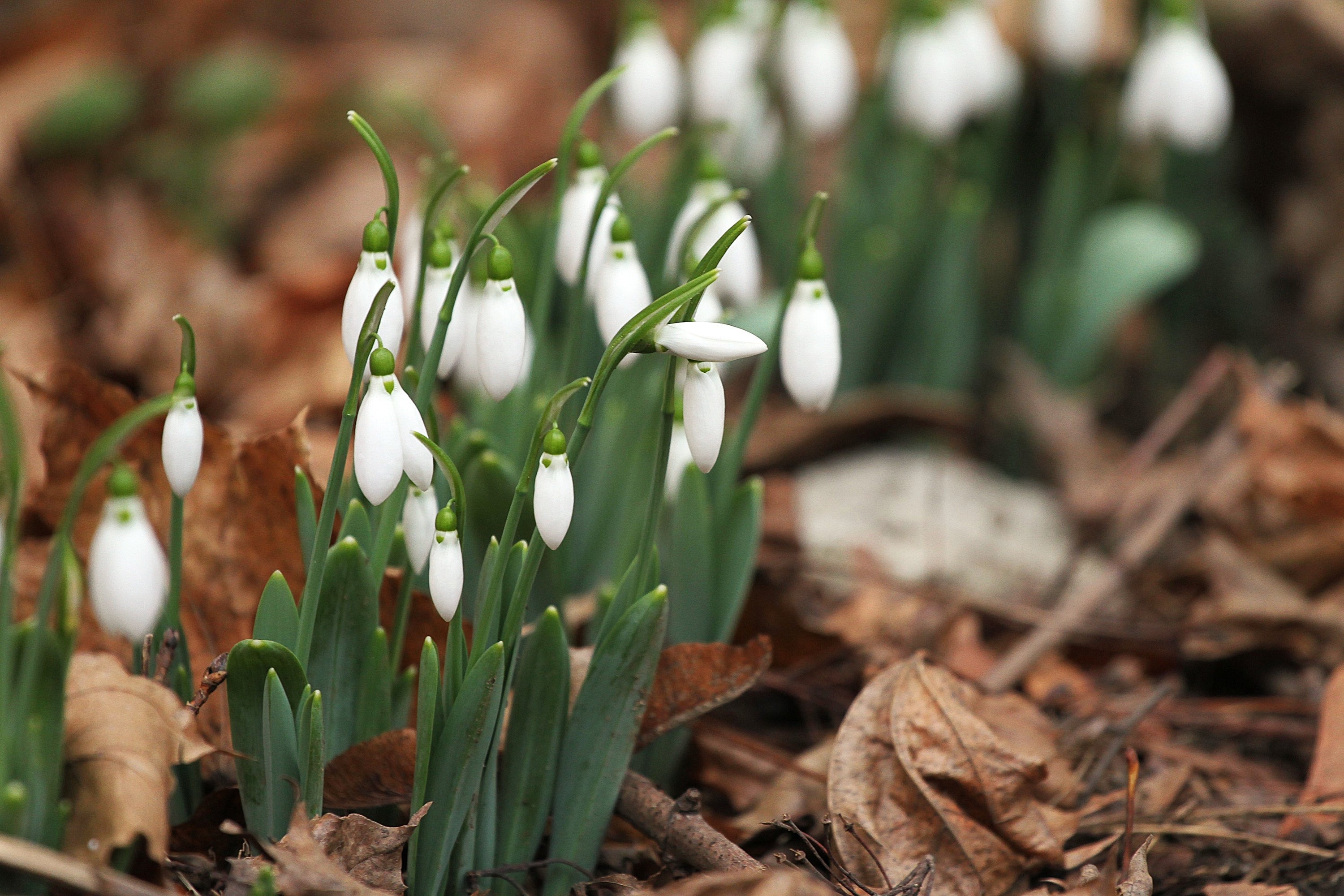 White flowers emerging from the ground with a blurred natural background