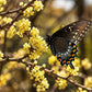 Spicebush branch with clusters of small yellow flowers and a black swallowtail butterfly with blue and orange markings perched on the blooms against a softly blurred background.