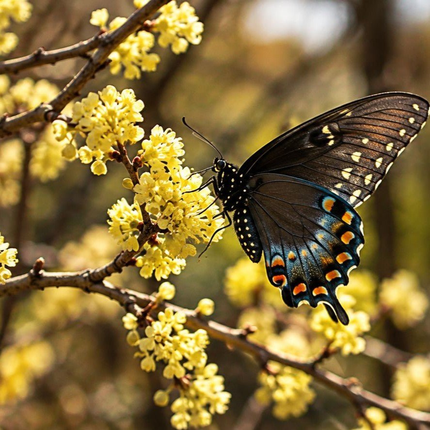 Spicebush branch with clusters of small yellow flowers and a black swallowtail butterfly with blue and orange markings perched on the blooms against a softly blurred background.