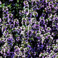 Deer-Resistant Drought-Tolerant Thymus x citriodorus Herb
