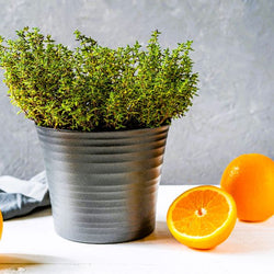 Greenwood Nursery Spicy Orange Thyme in Pint Pots for Aromatic Landscaping
