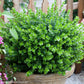"Sprinter® Boxwood Shrub with glossy evergreen foliage"