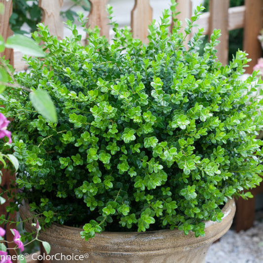 "Sprinter® Boxwood Shrub with glossy evergreen foliage"
