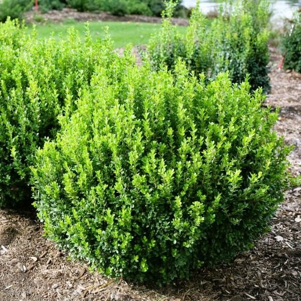 Pictured is sprinter boxwood hedge 