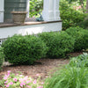 "Fast-growing Sprinter® Boxwood used as a lush border in a garden"