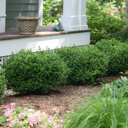 "Fast-growing Sprinter® Boxwood used as a lush border in a garden"