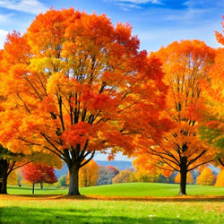 sugar maple tree in autumn