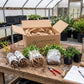 Greenwood Nursery slope stabilizer bundle showing bare root shrubs, daylilies, wrapped vinca groundcover, and potted phlox next to shipping box