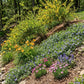 Established sunny hillside planted with yellow flowering shrubs, daylilies, and creeping groundcovers for soil erosion control on steep bank
