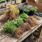 Healthy bare root nursery plants showing vigorous fibrous root systems for planting on steep slopes and hillsides